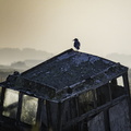 oiseau sur bateau