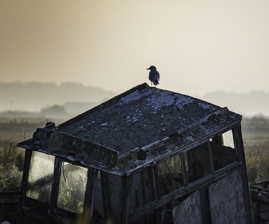 oiseau sur bateau