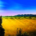 rayons de soleil sur la forêt de la coubre