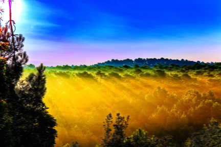 rayons de soleil sur la forêt de la coubre
