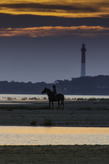 cheval devant le phare de la coubre