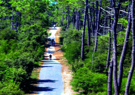 vélo forêt de la coubre