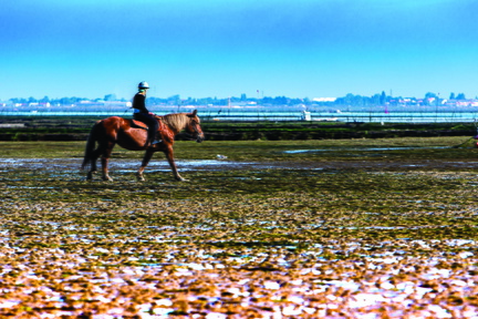 à cheval dans les marais