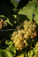 vignobles