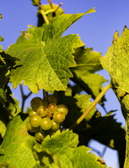 vignobles