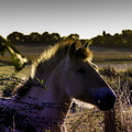 cheval à la campagne
