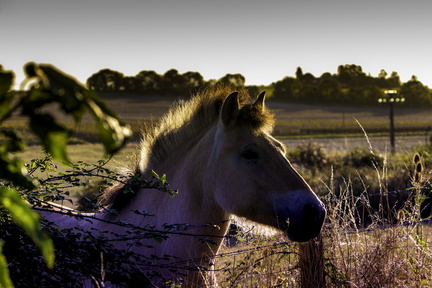 cheval à la campagne