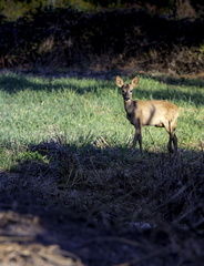 biche en campagne