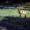 biche en campagne
