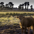 vaches dans les marais de st-augustin