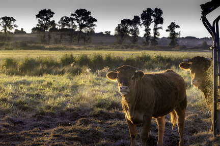 vaches dans les marais de st-augustin