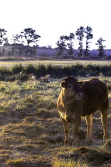 vache dans les marais de st-augustin