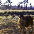 vache dans les marais de st-augustin