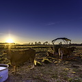 vaches dans les marais de st-augustin