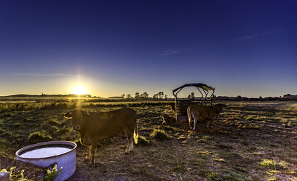vaches dans les marais de st-augustin