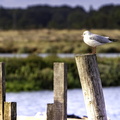 oiseau sur poteau