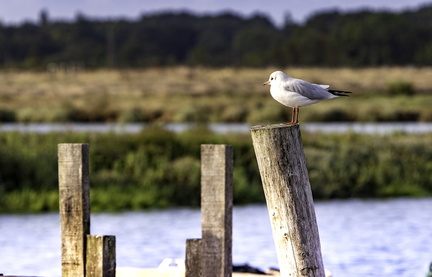 oiseau sur poteau