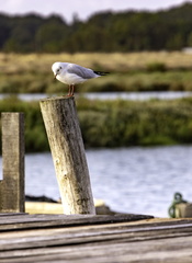 oiseau sur poteau