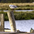 oiseau sur poteau
