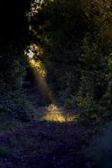 dans la forêt de la coubre