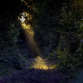 dans la forêt de la coubre