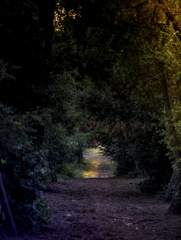 dans la forêt de la coubre