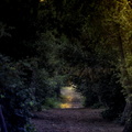 dans la forêt de la coubre