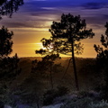 coucher de soleil dans la forêt de la coubre