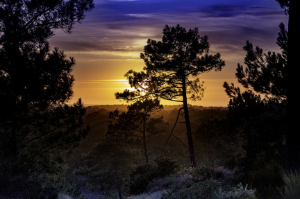 coucher de soleil dans la forêt de la coubre