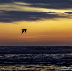 vol d'oiseau au coucher de soleil