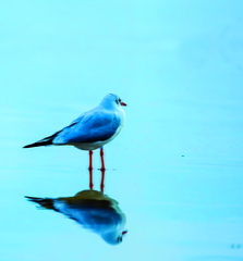 mouette et son reflet