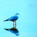 mouette et son reflet