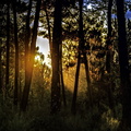 coucher de soleil dans la forêt de la coubre
