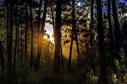coucher de soleil dans la forêt de la coubre