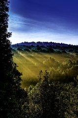 rayons de soleil sur la forêt de la coubre