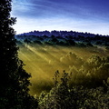 rayons de soleil sur la forêt de la coubre