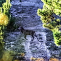 cerf dans la forêt de la coubre