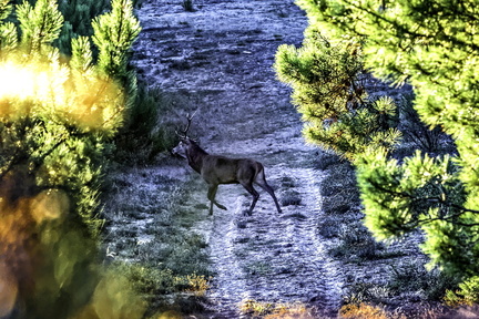 cerf dans la forêt de la coubre