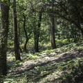forêt de la coubre
