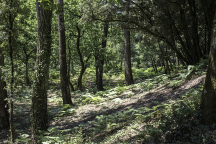 forêt de la coubre
