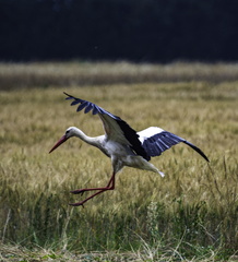 vol de cigogne