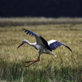 vol de cigogne