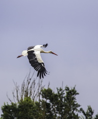 vol de cigogne