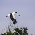 vol de cigogne