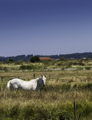 cheval au marais de plordonnier