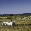cheval au marais de plordonnier