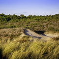 dunes de la forêt de la coubre