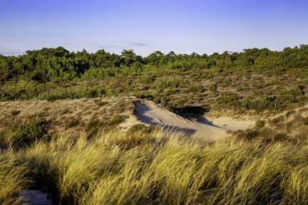 dunes de la forêt de la coubre