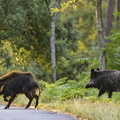 sangliers dans la forêt de la coubre