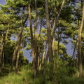 dans la forêt de la coubre